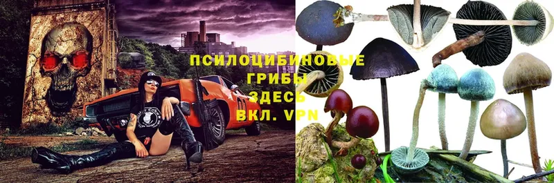 наркотики  нарко площадка как зайти  Псилоцибиновые грибы Psilocybe  Железногорск 